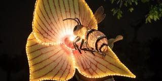 Noviembre 25 inicia MajestuOSOS festival de luces del Jardín Botánico