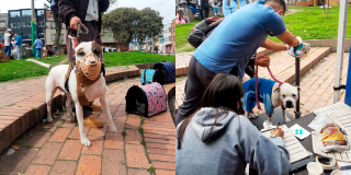 ¡Ojo! El 16 de marzo hay brigada médico veterinaria para mascotas en Santa Fe