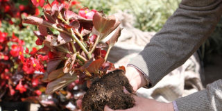 Bibliotecas públicas de Bogotá que tienen huertas 