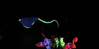 Planes en Bogotá obra Buri en el teatro El Parque este 17 de noviembre