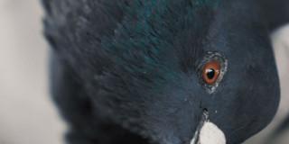 Foto e imagen de una paloma.