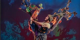 Foto alusiva a la obra Los Lenguajes de los árboles 