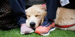 perro labrador durmiendo