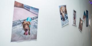 Fotografías de perros en una pared