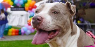 perro pitbull fotografiado en Bogotá