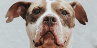 Perro rescatato en Bogotá