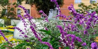 Imagen de un bello jardín con flores de color violeta.