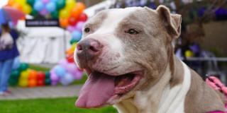 perro pitbull fotografiado en Bogotá