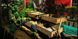 Huerta de agricultura urbana en La Candelaria con cultivos en jardineras y producción sostenible de alimentos en Bogotá.