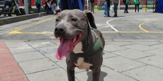 Perro tipo pitbull durante jornada del Semillero PyBA de protección y bienestar animal en Bogotá.