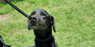 Perro negro de pelaje corto permanece sobre zona verde; lleva correa y observa al frente mientras se encuentra al aire libre