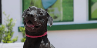 Perro negro con collar rosado espera adopción responsable durante jornada de adopción de perros y gatos organizada por el IDPYBA.