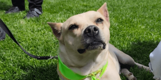 Perro en adopción con pañuelo verde permanece sobre el césped durante jornada de adopción de perros y gatos en Bogotá.