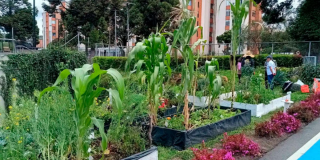 Imagen de varias plantas en una huerta casera.