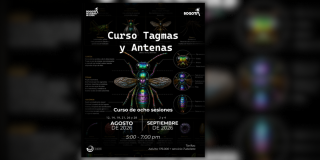 Imagen de afiche oficial de una mosca grande con dibujos de sus partes 