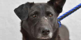 Primer plano de un perro negro de ojos cafés, con collar y correa azul, mirando directamente a la cámara.