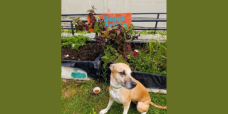Imagen de una huerta donde se ve un perro de color beige.