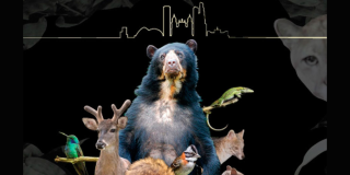 Imagen de un oso de anteojos, un venado, un zorro y otros animales sobre un fondo negro.