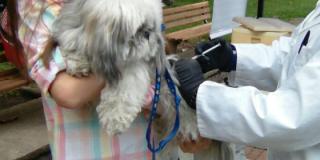 Vacunación canina - Foto: Secretaría de Salud