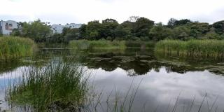 Humedal Santa María del Lago - Foto: Humedales Bogotá