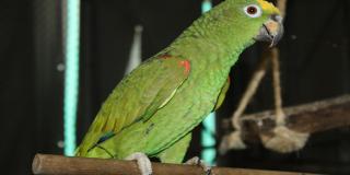 Loro - Foto: Secretaría Distrital de Ambiente