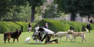 Mascotas al parque - Foto: Instituto Distrital de Recreación y Deporte (IDRD)
