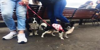 Jornada “Animales a la U.”