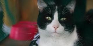 Más de 80 perros y gatos adoptados en el cierre de la Semana Distrital de Protección Animal