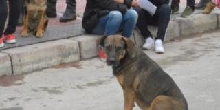 Ayuda a los animales más vulnerables, junto al equipo CES