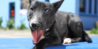 FINAL FELIZ PARA CHIMUELO, EL PERRO QUE PERDIÓ SU PATA POR UN IMPACTO DE BALA