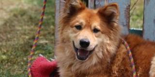 91 animales de compañía hoy tienen una segunda oportunidad