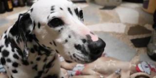 Escuadrón anticrueldad rescata perrita que dejaban amarrada de sus patas Escuadrón anticrueldad rescata perrita que dejaban amarrada de sus patas