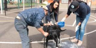 Avanza la VII Semana Distrital de Protección Animal 