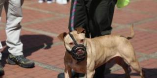 Más de 18 mil animales de compañía en el Simulacro de Evacuación