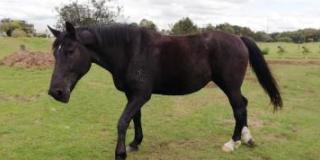 Dale hogar a un caballo de la Policía Nacional