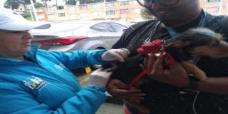 Los animales de compañía necesitan cuidados y amor