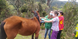 Operativo en el Verjón Bajo permitió rescatar tres caballos