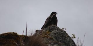Proteger el águila del páramo