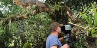 La fauna de Bogotá tiene música