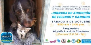 Jornada de adopción de caninos y felinos en Chapinero