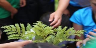 100 árboles nativos nuevos en la ronda de la Quebrada San Juan