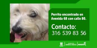 Perrito con ceguera se perdió por la avenida 68 con calle 80