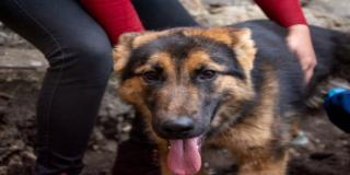 Postúlate al Consejo Local de Protección y Bienestar Animal de San Cristóbal 