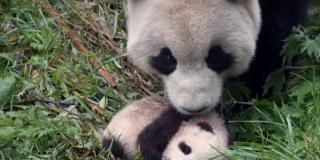 Osos pandas - Foto:www.maloka.org