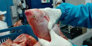 Control a la venta de pescado - Foto: Secretaría de Salud