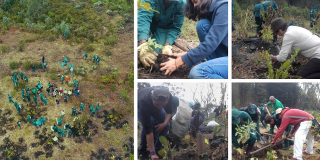 Funcionarios de la Alcaldía trabajando en la restauración del bosque altoandino en el sector de ‘La Cascada’ 