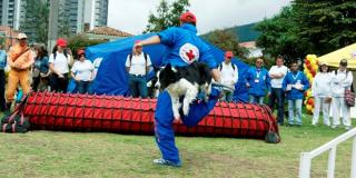 Show canino