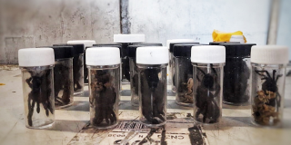 Las tarántulas incautadas iban a ser comercializadas en el mercado negro - Foto: Secretaría de Ambiente