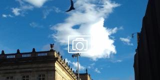 Paloma volando en cielo capitalino que está soleado en el centro de Bogotá 