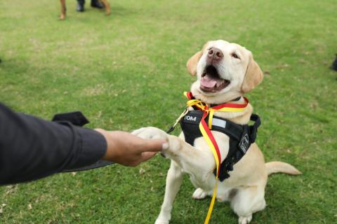 Alcaldía de Bogotá entregó reconocimiento a héroes caninos y equinos que apoyan labores de seguridad - FOTO: Consejería de Comunicaciones